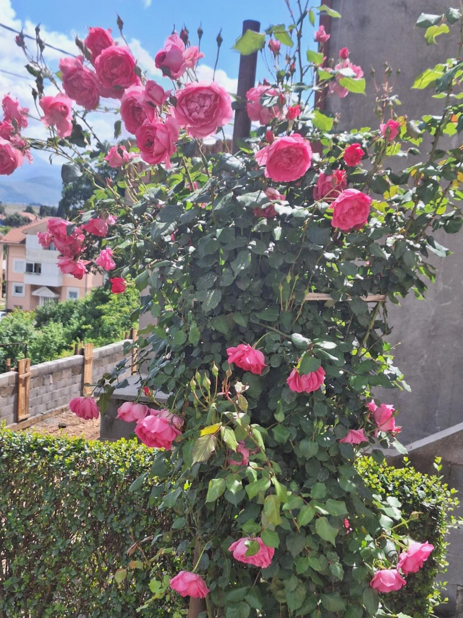 Apartmani Ruza Podgorica Exterior foto